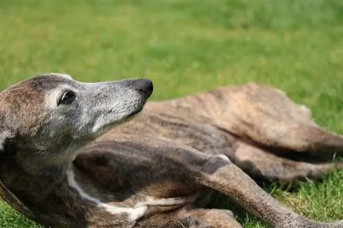 peletakan whippet