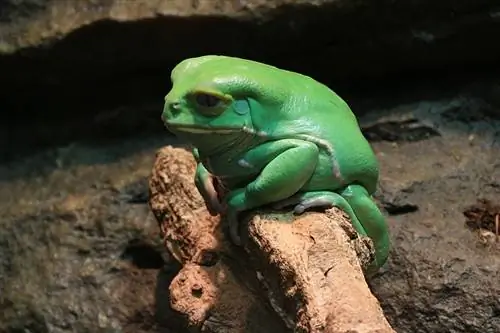 Mono Ceroso Rana de Árbol Phyllomedusa sauvagii