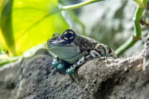 katak susu amazon di dahan pokok