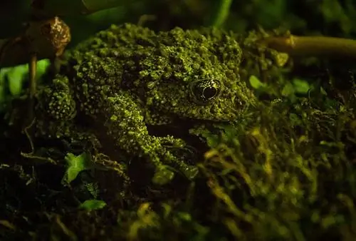 Katak Berlumut Vietnam