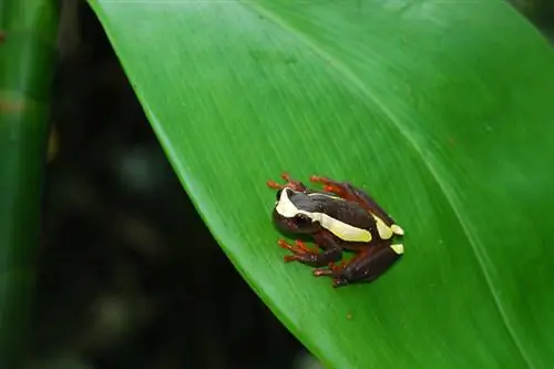 Clown-Laubfrosch