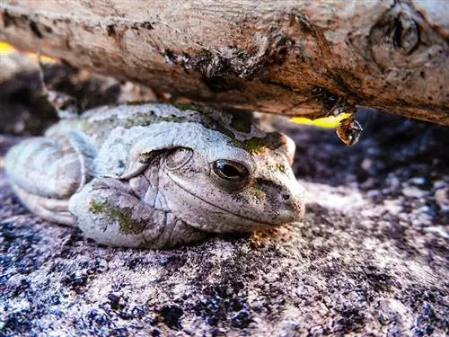 rainette cubaine allongée sous une branche d'arbre