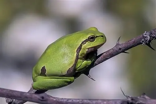 Perereca européia (Hyla arborea)