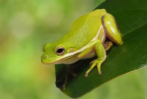 veverka stromová žába posazená na list