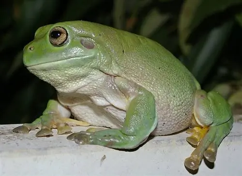 Litoria cerulea