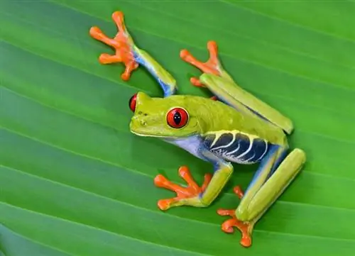 ein rotäugiger Laubfrosch auf einem Blatt