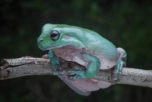 Katak Pokok Putih