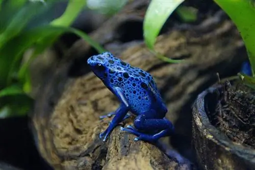 una rana dardo venenosa azul en un árbol