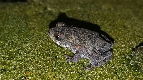 grijze boomkikker op de grond