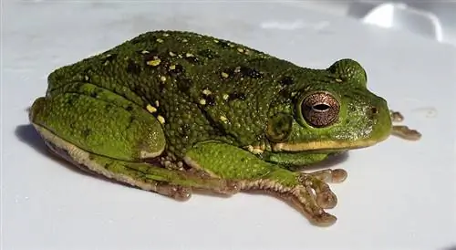 Hyla gratiosa