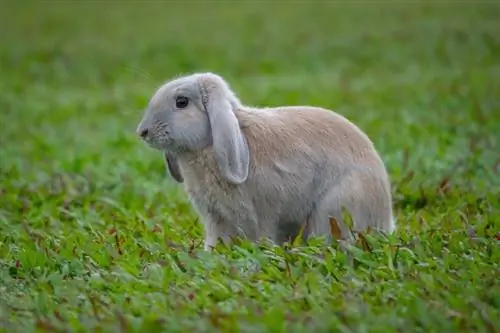 6 rodzajów królików Lop (ze zdjęciami)