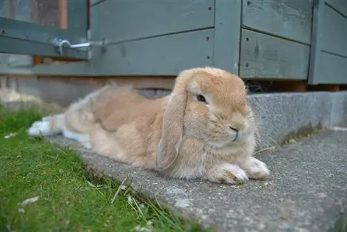 arnab lop berbaring di atas papak