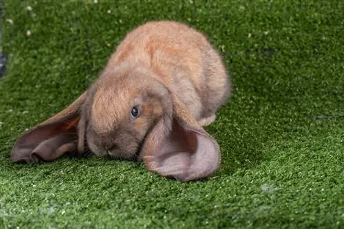 Englisches Lop-Kaninchen auf grünem Gras