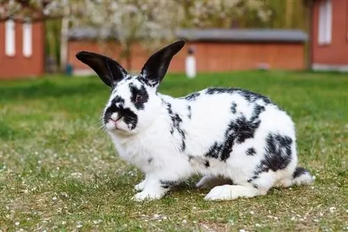 Kariertes Riesenkaninchen