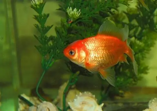 Goudvis in een aquarium