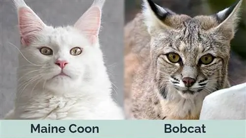 Maine Coon contro Bobcat sbs