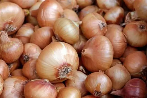 onions_Couleur_Pixabay