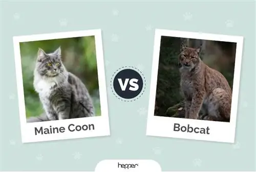 Maine Coon vs Bobcat: Je, Zina Tofauti Gani? (pamoja na Picha)