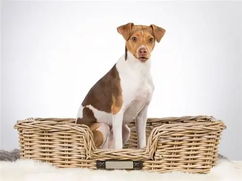 Terrier brasileño