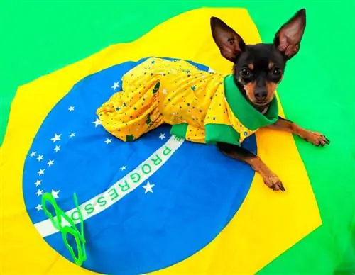 7 razze canine brasiliane (razze originarie del Brasile)