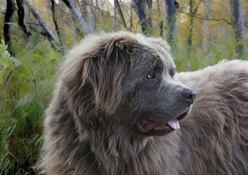 Gray Newfoundland