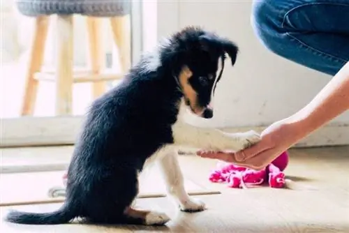 cachorro border collie praticando truques