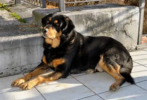 rottweiler