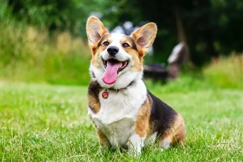 Pembroke walesi corgi