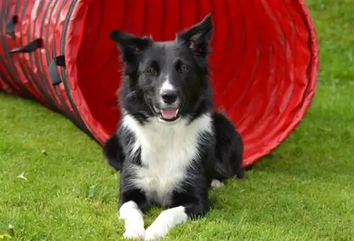 border collie