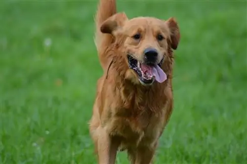 Golden retriever