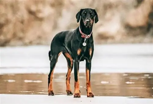 Doberman pinscher