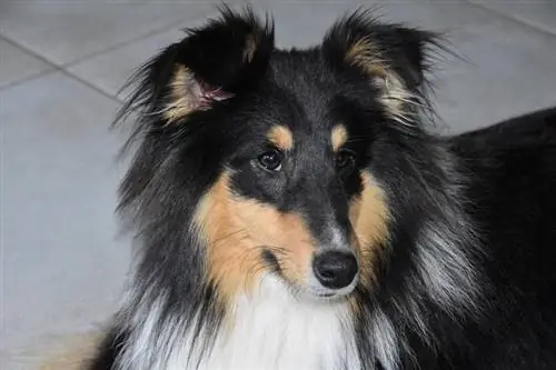 Shetland Sheepdog