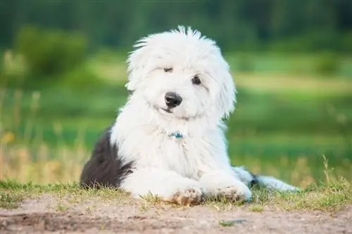 Vecchio cucciolo di cane pastore inglese