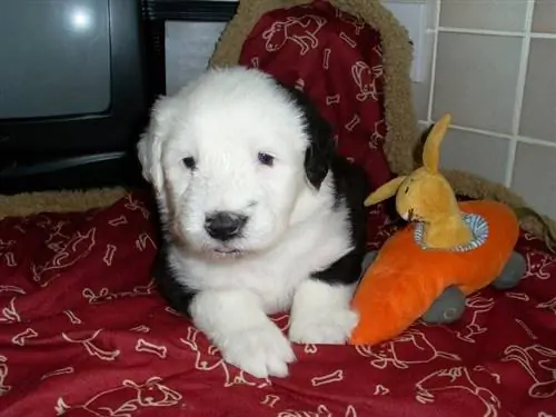 vecchio cucciolo di cane da pastore inglese