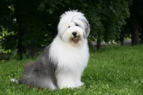 old english sheepdog bobtail_Svetlana Valoueva_shutterstock