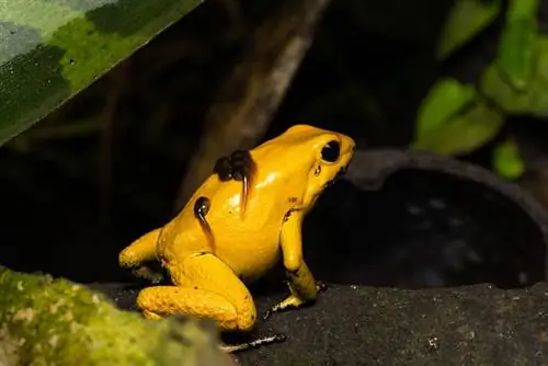 una rana dorata con frecce avvelenate che trasporta girini