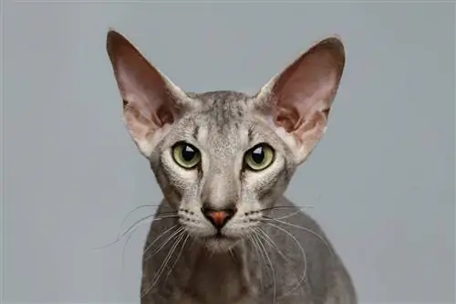 Peterbald izbliza