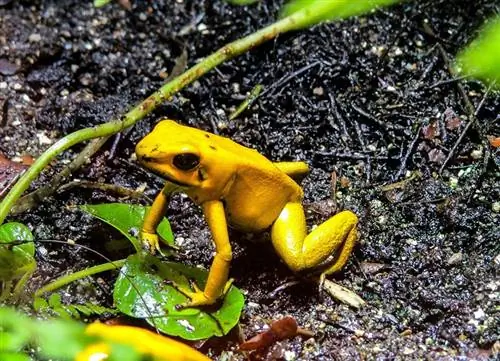 um sapo venenoso dourado