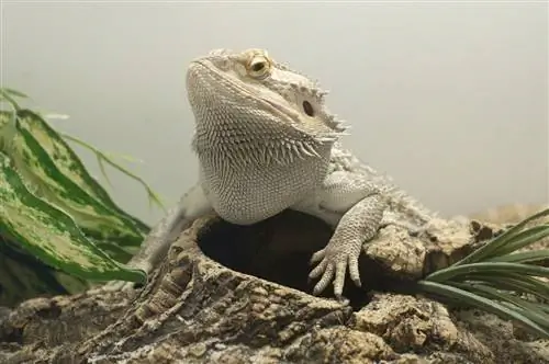 White Bearded Dragon: Ukuran, Gambar, Habitat & Panduan Perawatan