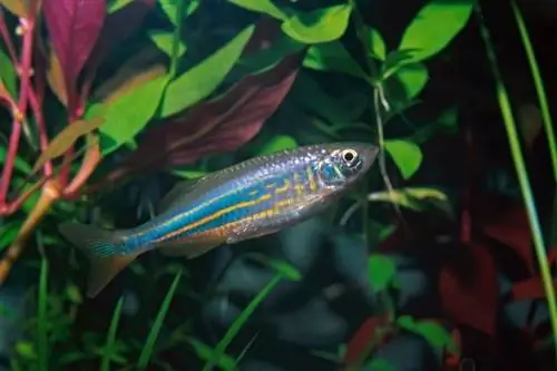 pesce danios gigante