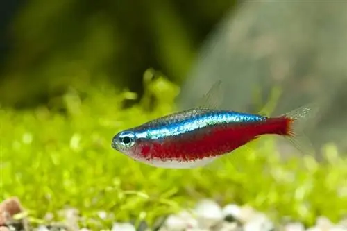 10 Tank Mate tuyệt vời cho Cardinal Tetras (Hướng dẫn tương thích 2023)