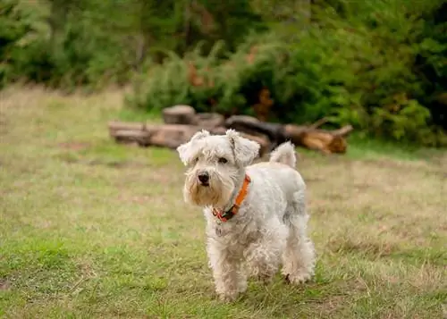 Schnauzer ndogo nyeupe katika kola ya machungwa imesimama kwenye meadow