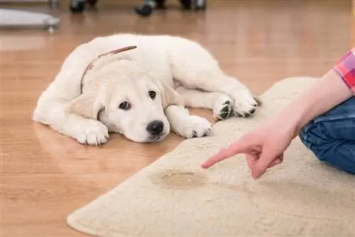 Hoe u kunt voorkomen dat uw hond in zijn bench plast (8 eenvoudige stappen)