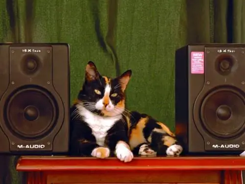 Kucing Calico duduk di antara dua speaker