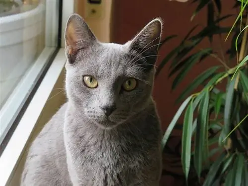 Russische blaue Katze sitzt am Fenster