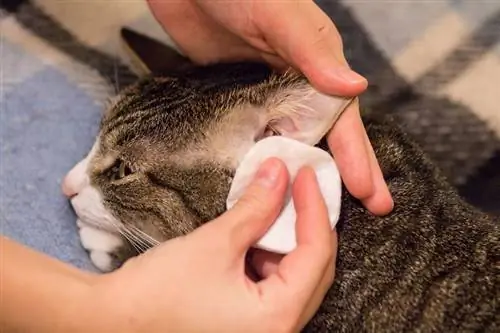 il proprietario del gatto si pulisce le orecchie con un batuffolo di cotone