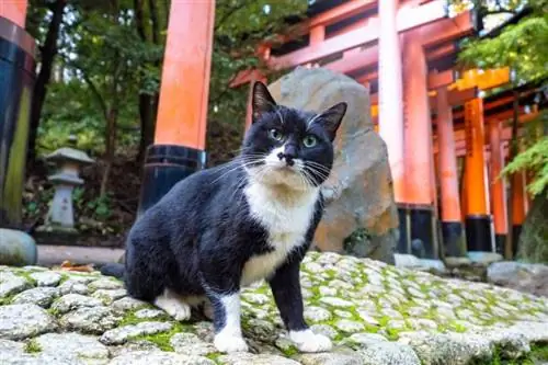 Geluiden waar katten dol op zijn: hun 10 favorieten