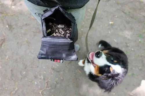 berneser bjerghundehvalp venter på en snack fra en godbidspose til hunde