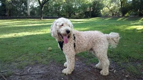 Chien Spoodle en plein air