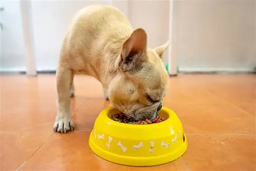 Bouledogue français est occupé avec son repas en train de manger